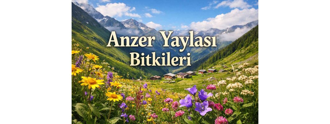Anzer Yaylası Bitkileri: Anzer Balının Eşsiz Lezzetini Oluşturan Doğal Flora
