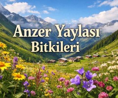Anzer Yaylası Bitkileri: Anzer Balının Eşsiz Lezzetini Oluşturan Doğal Flora