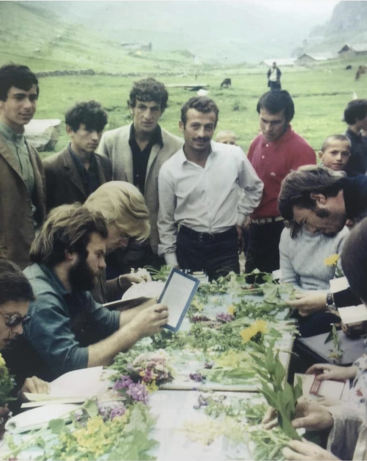 Anzer Yaylası Çiçek Florası ve Endemik Bitki Takvimi | Anzer Bali Kooperatifi